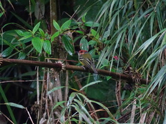 Poecilotriccus ruficeps