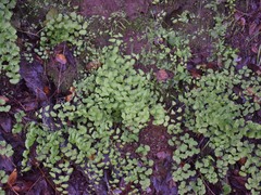 Adiantum jordanii image
