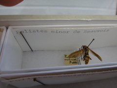 Polistes minor