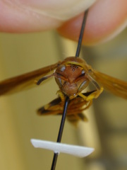 Polistes minor