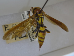 Polistes minor