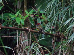Poecilotriccus ruficeps