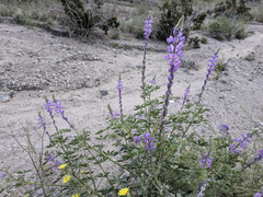 Lupinus arizonicus