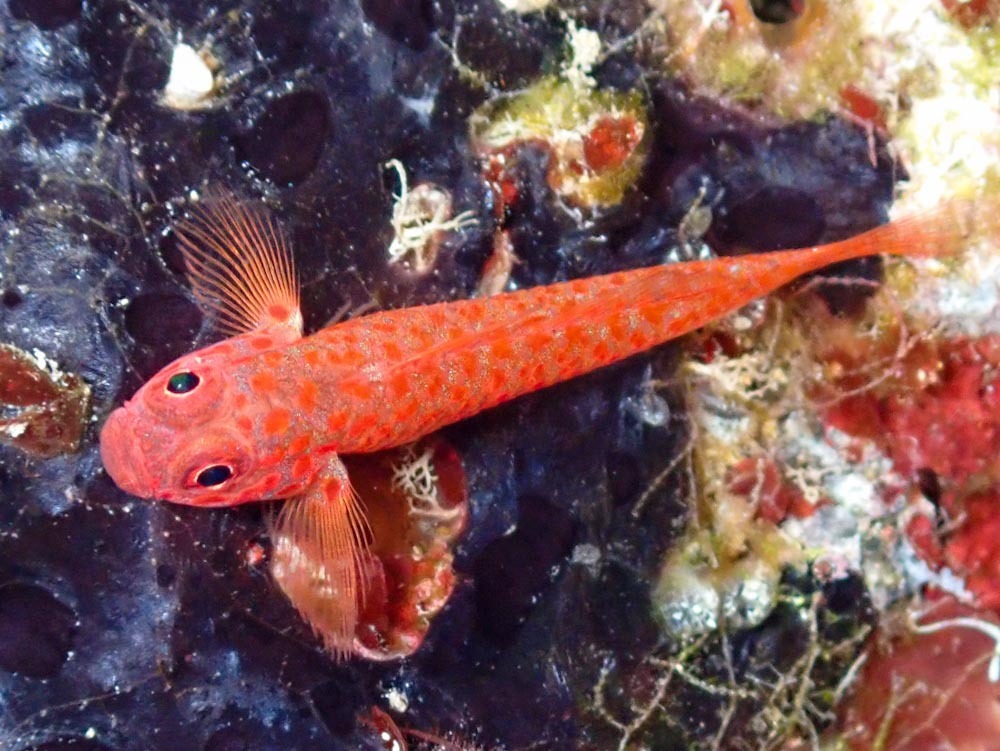 Reader's Pygmygoby photo 5