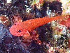 Reader's Pygmygoby photo 2