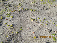 Anoteropsis litoralis