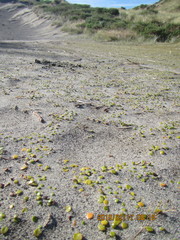 Anoteropsis litoralis