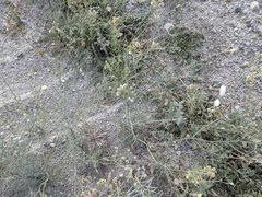 Chaenactis stevioides