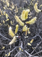 Salix breweri