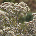 Critoniopsis salicifolia - Photo (c) Juan Carlos López Domínguez, algunos derechos reservados (CC BY-NC), subido por Juan Carlos López Domínguez