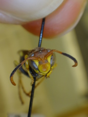 Polistes oculatus
