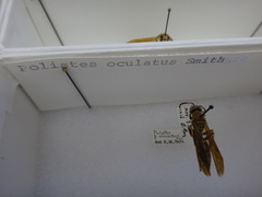 Polistes oculatus