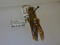 Polistes oculatus