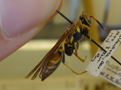 Polistes oculatus