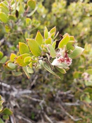 Arctostaphylos myrtifolia