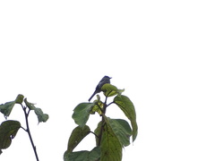 Contopus fumigatus