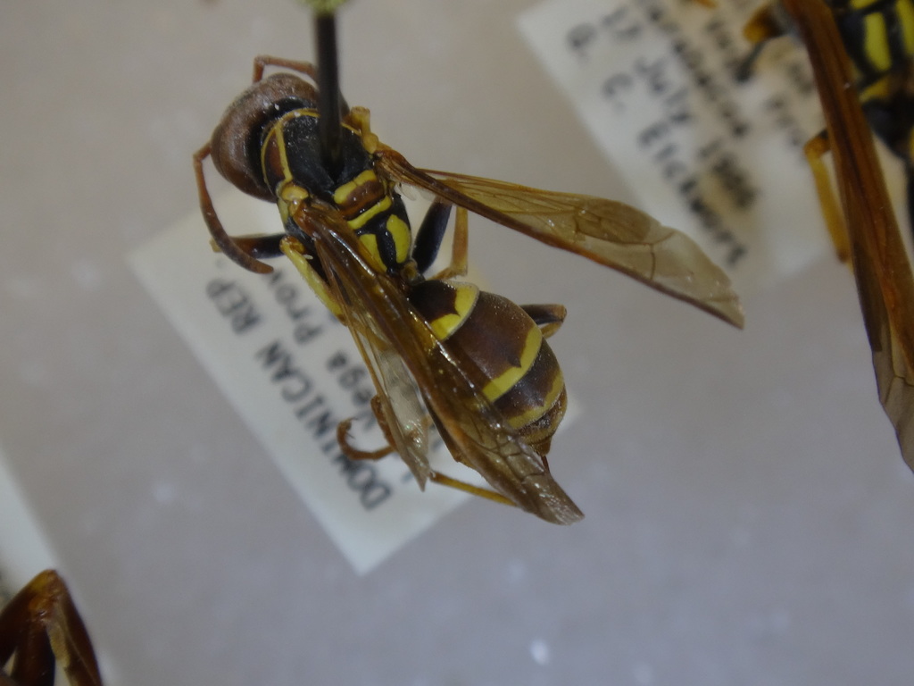 Havana Paper Wasp