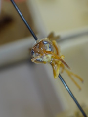 Polistes poeyi poeyi