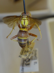 Polistes poeyi poeyi