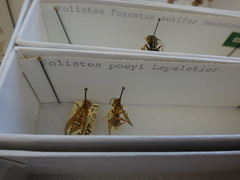 Polistes poeyi poeyi