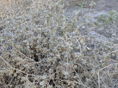 Tidestromia suffruticosa