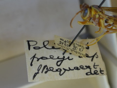 Polistes poeyi poeyi