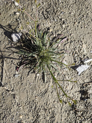 Chorizanthe brevicornu