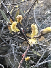 Salix breweri