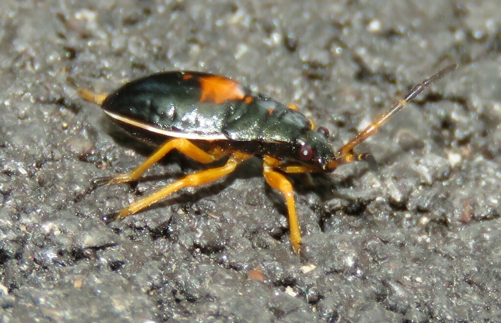 Eastern Bordered Plant Bug in August 2023 by chziemke · iNaturalist