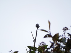 Contopus fumigatus