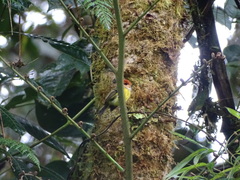 Poecilotriccus ruficeps