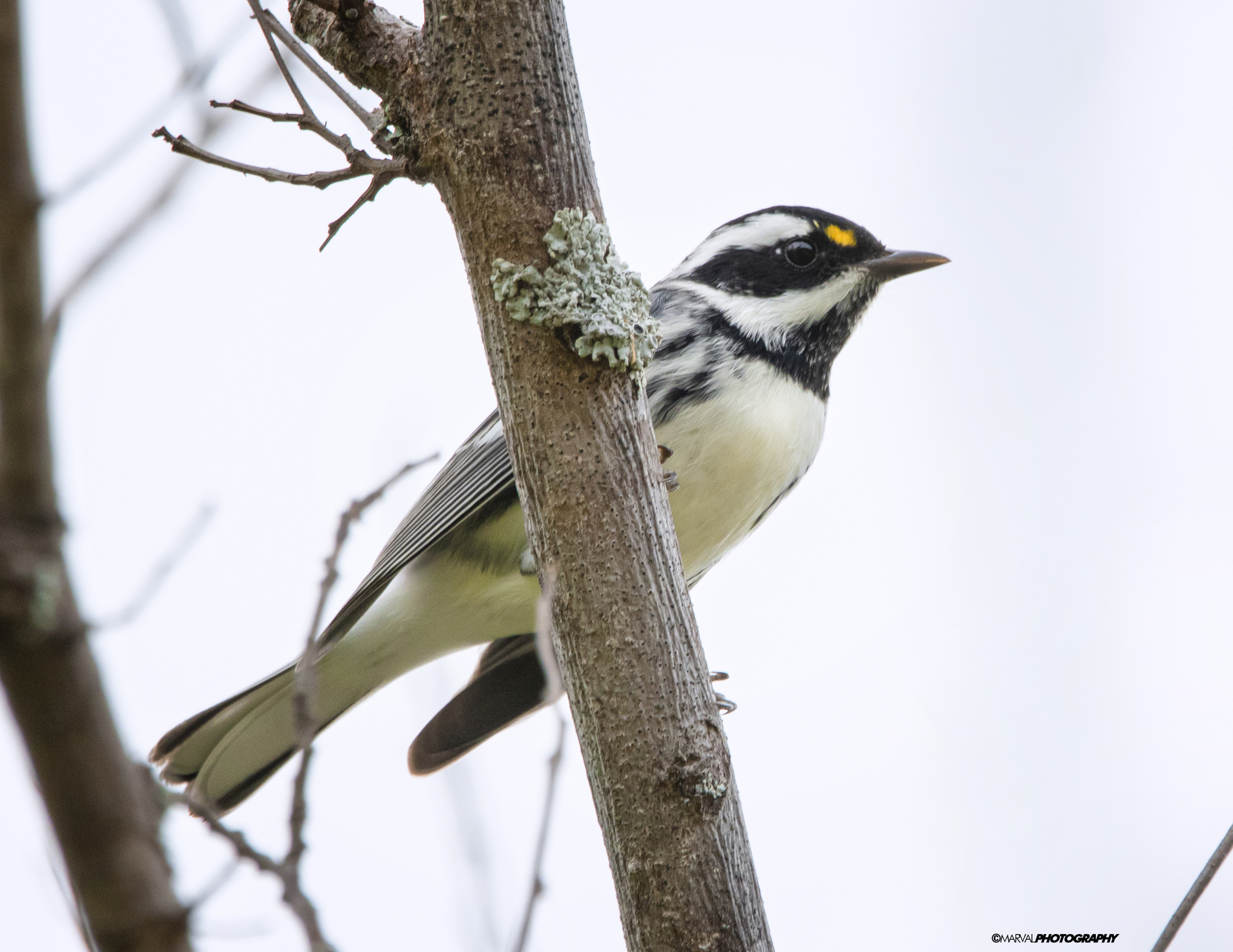 Black-throated Grey Warbler (Setophaga nigrescens)