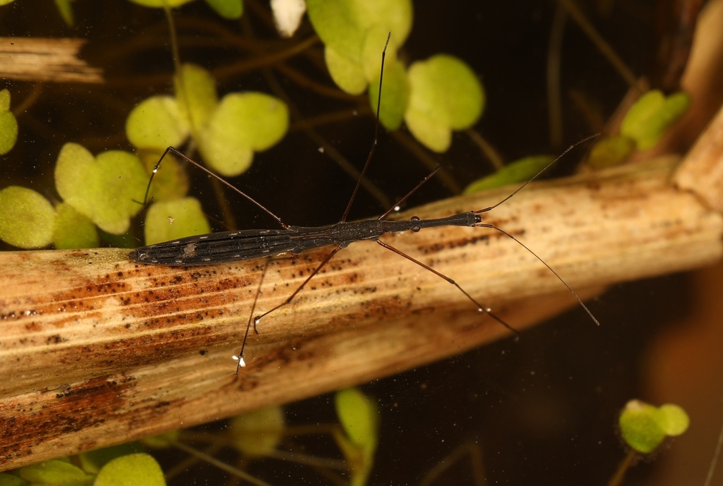 Common Water Measurer from Arques, France on April 6, 2023 at 11:20 AM ...