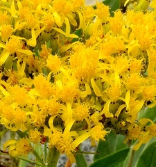 Senecio atratus