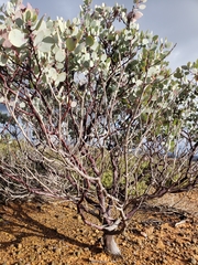 Arctostaphylos viscida