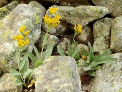 Senecio atratus