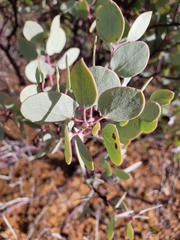 Arctostaphylos viscida