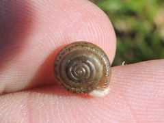 Daedalochila dorfeuilliana