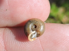 Daedalochila dorfeuilliana