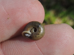 Daedalochila dorfeuilliana