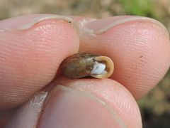 Daedalochila dorfeuilliana