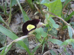 Aristolochia variifolia