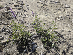 Lupinus arizonicus