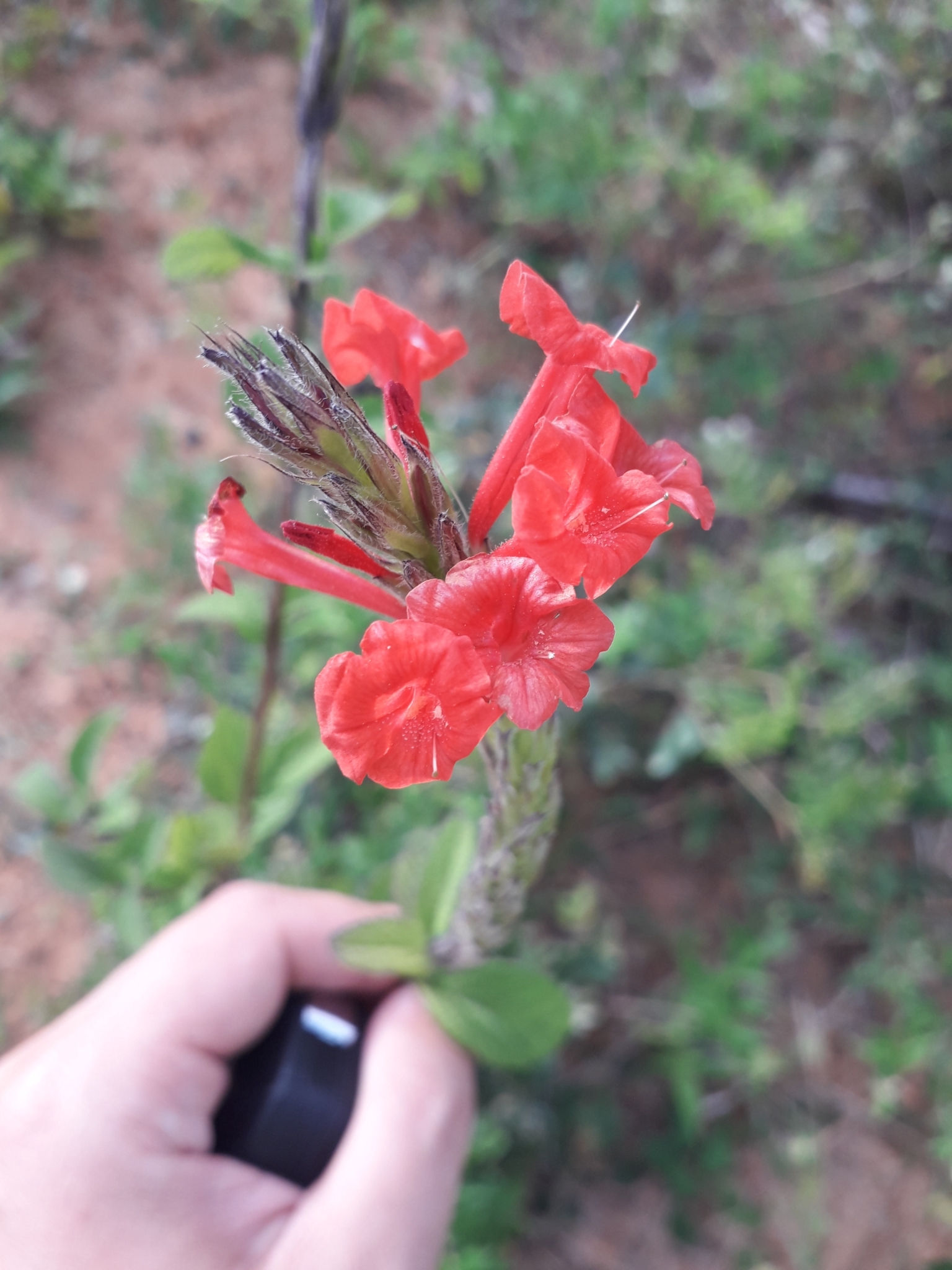 Stachytarpheta coccinea