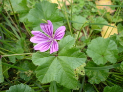 Malva sylvestris