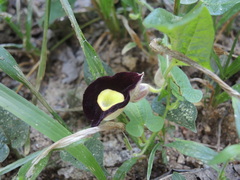 Aristolochia variifolia