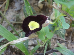 Aristolochia variifolia