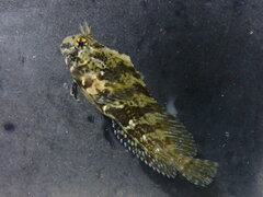 Feather Blenny photo 2