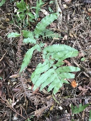 Microlepia marginata bipinnata