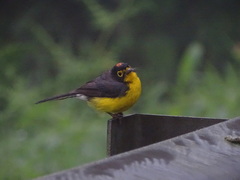 Myioborus melanocephalus